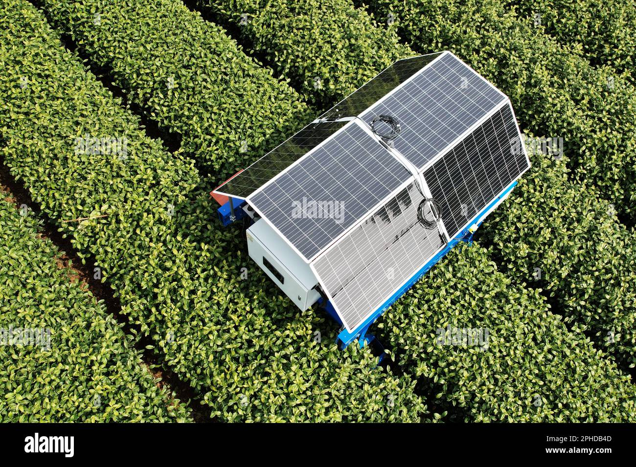 HANGZHOU, CHINA - MARCH 28, 2023 - An AI tea picking robot picks the ...