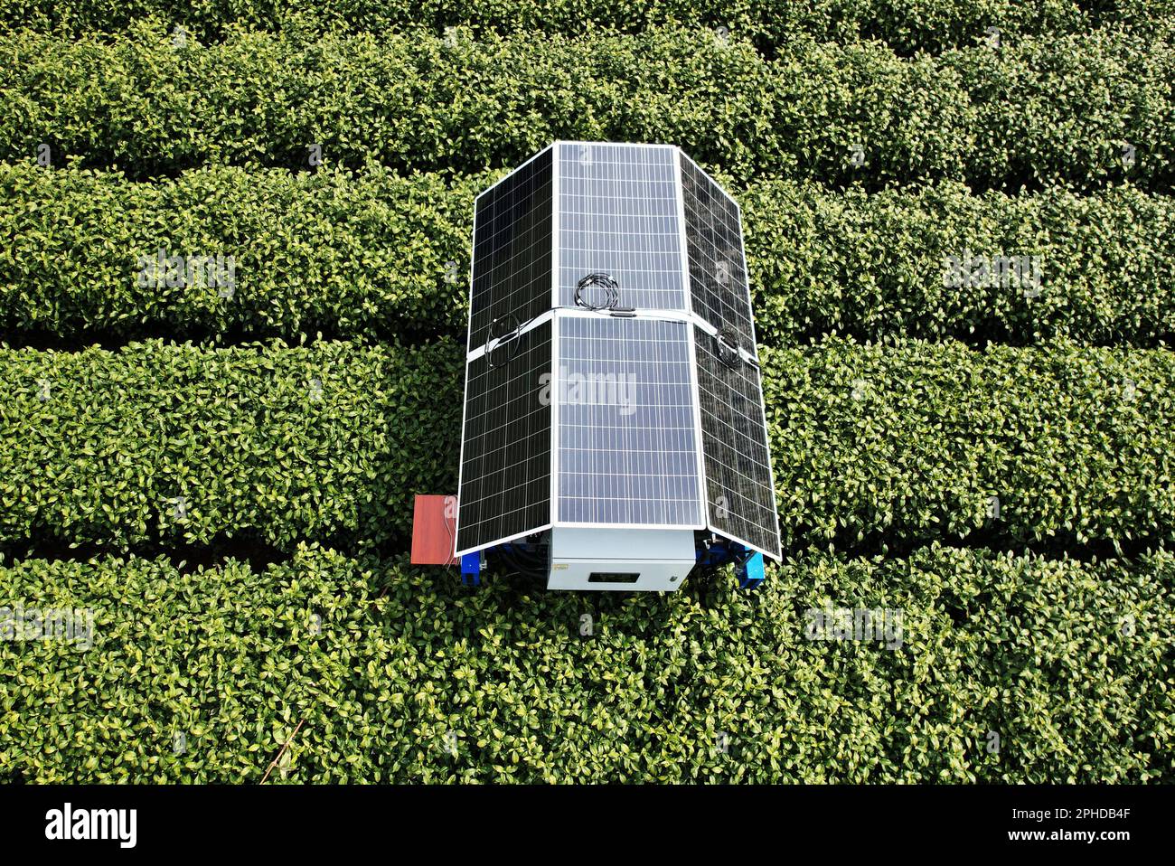 HANGZHOU, CHINA - MARCH 28, 2023 - An AI tea picking robot picks the ...
