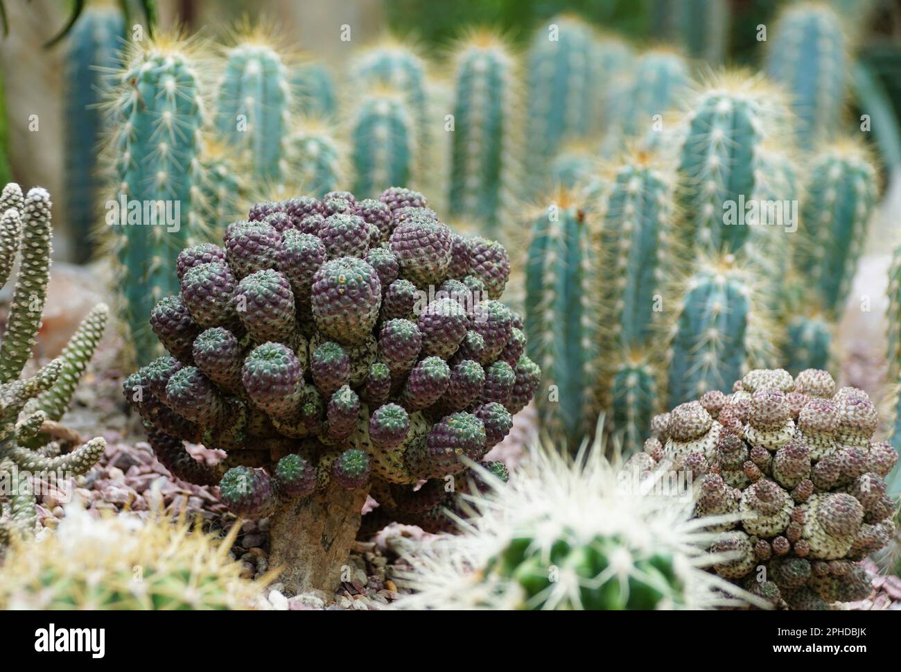 Close up of the dark tiny cactus known as Sulcorebutia rauschii Stock Photo  - Alamy