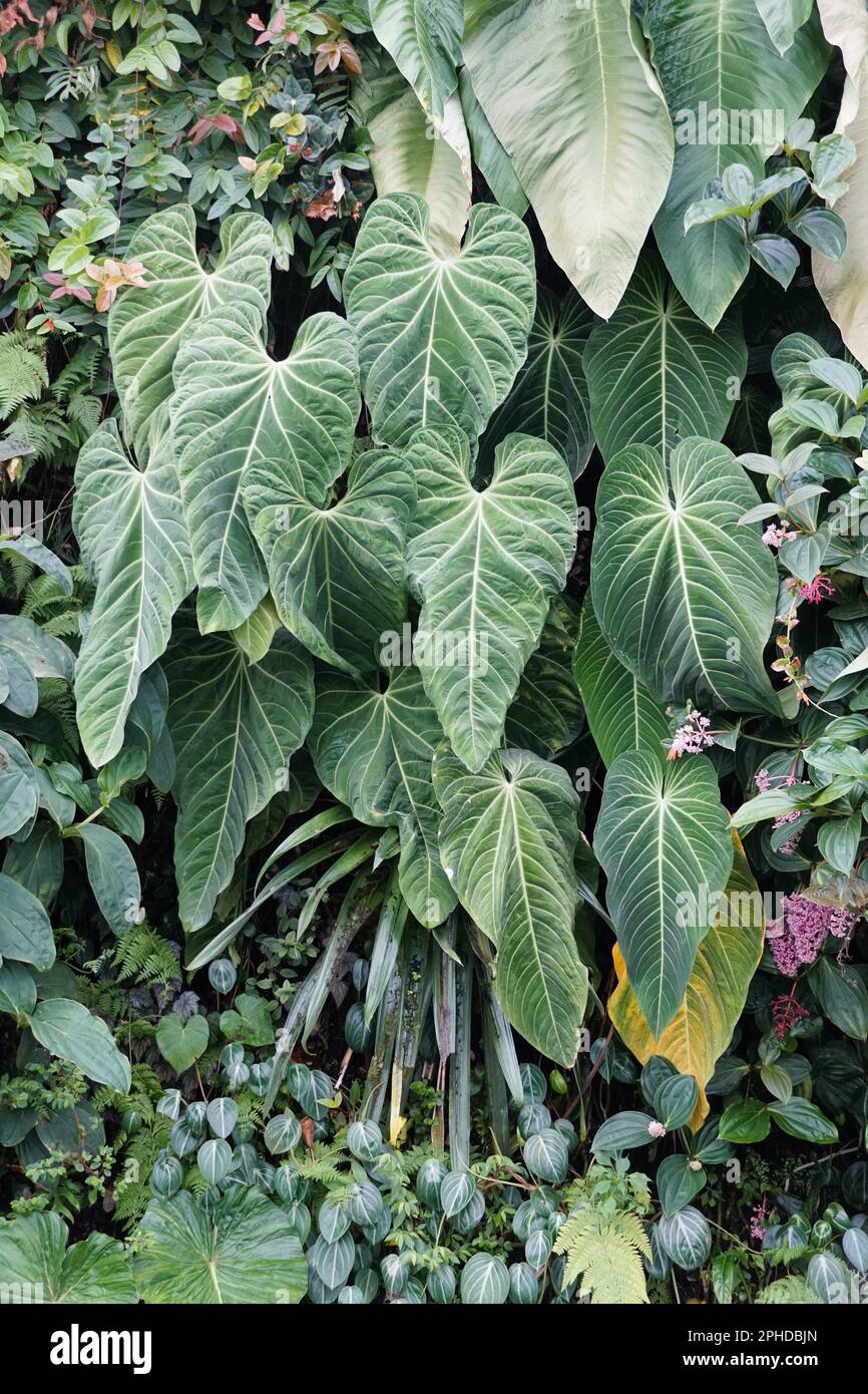 Beautiful dark, velvety and mature leaves of Philodendron Gigas, a rare  tropical houseplant Stock Photo - Alamy