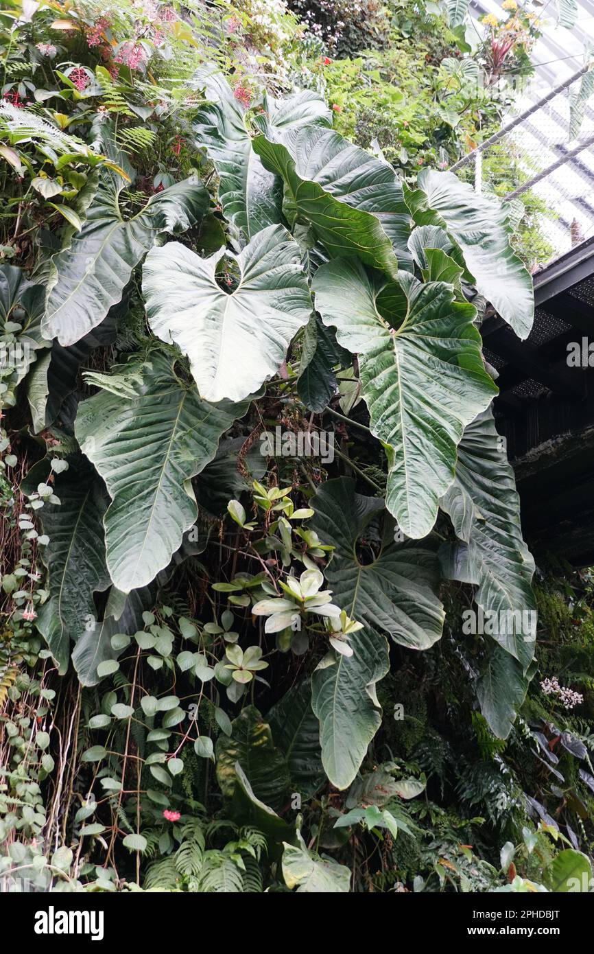 The mature green leaves of Anthurium cupulispathum, a rare tropical plant  Stock Photo - Alamy