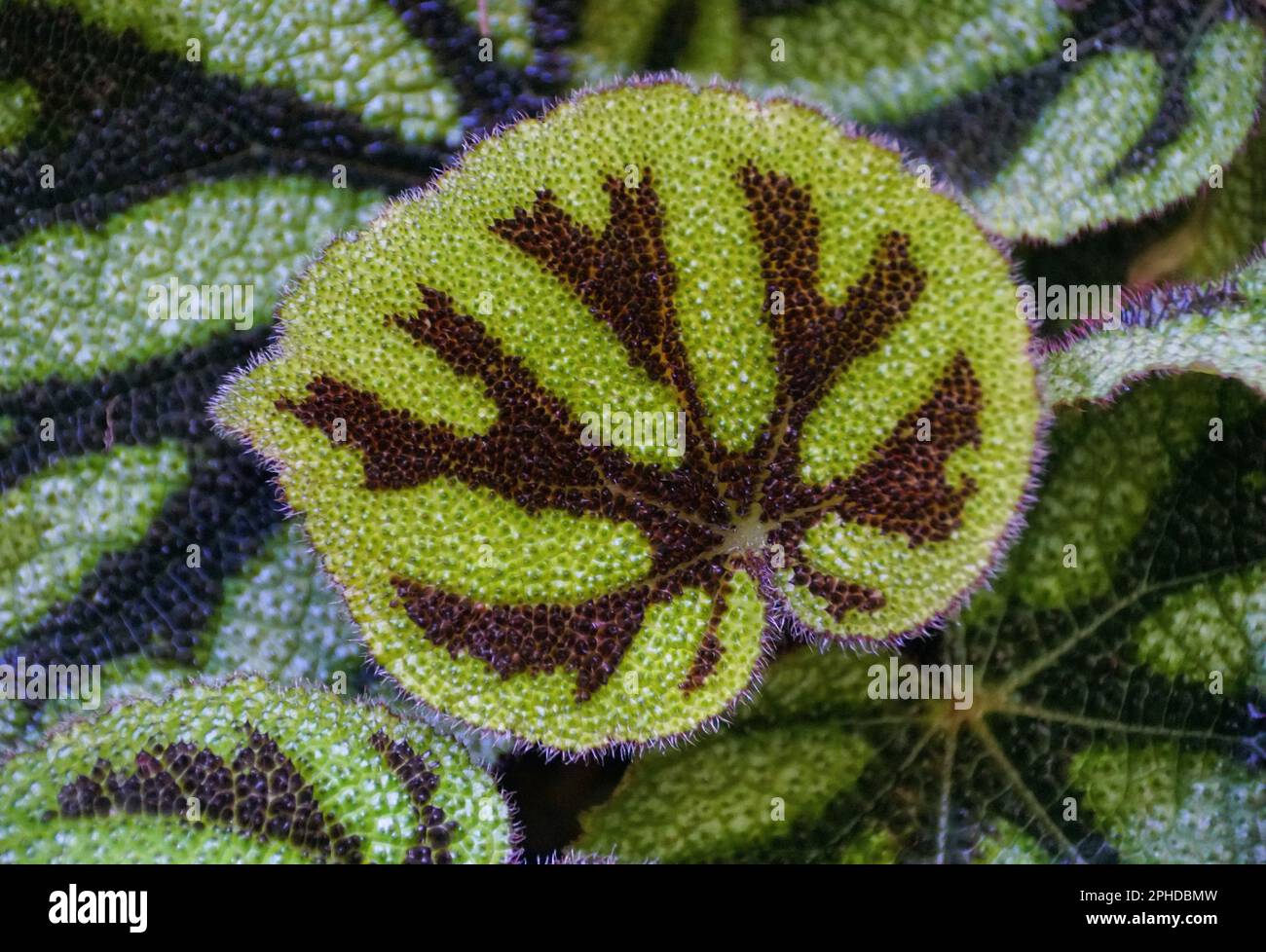 Close up of a beautiful leaf pattern of Begonia Masoniana, a rare tropical houseplant Stock Photo