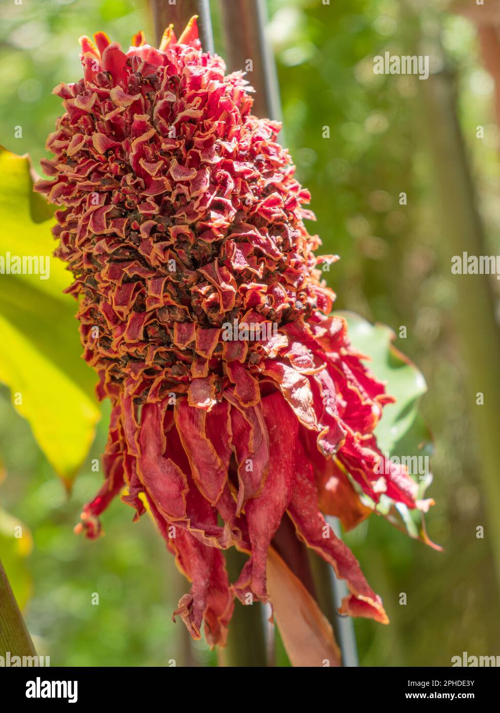 Withered Torch Ginger, also known as Etlingera elatior, red ginger lily