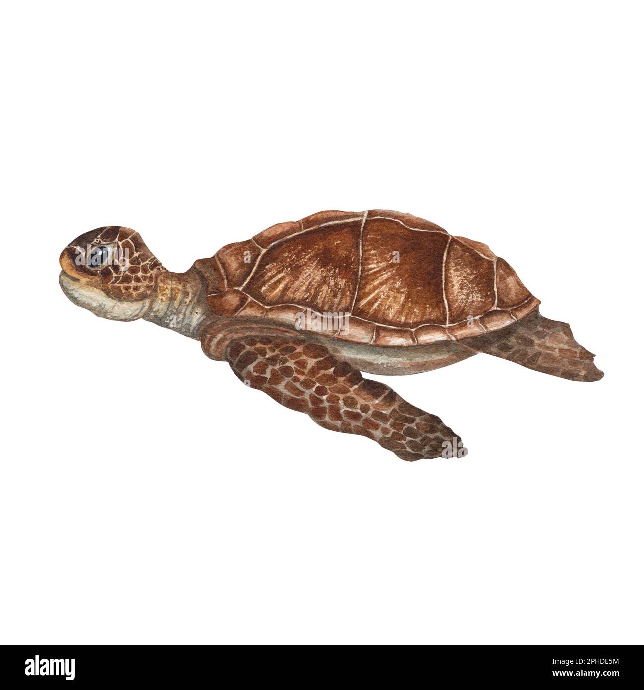 Hand painted watercolor illustration of swimming sea turtle isolated on white background. Perfect for wallpaper, print, baby textile, nursery Stock Photo