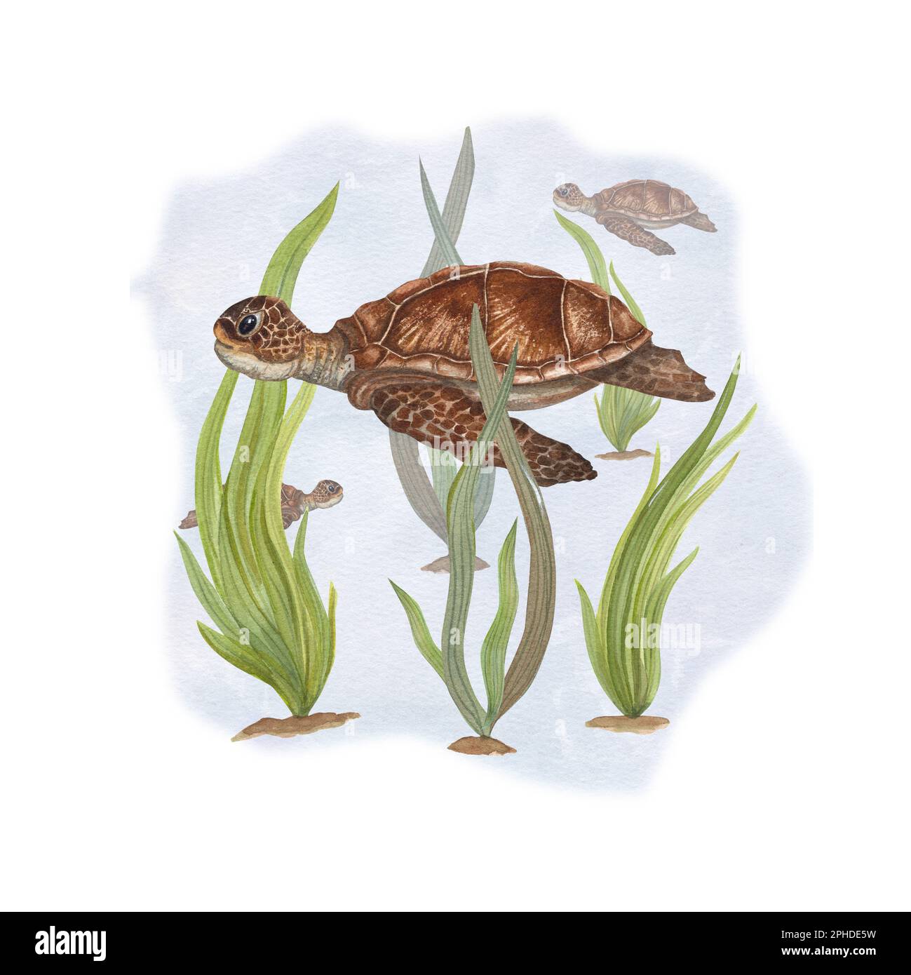 Watercolor illustration of turtles among weeds isolated on white background. Can be used for wallpaper, print, baby textile, scrapbooking, postcards Stock Photo