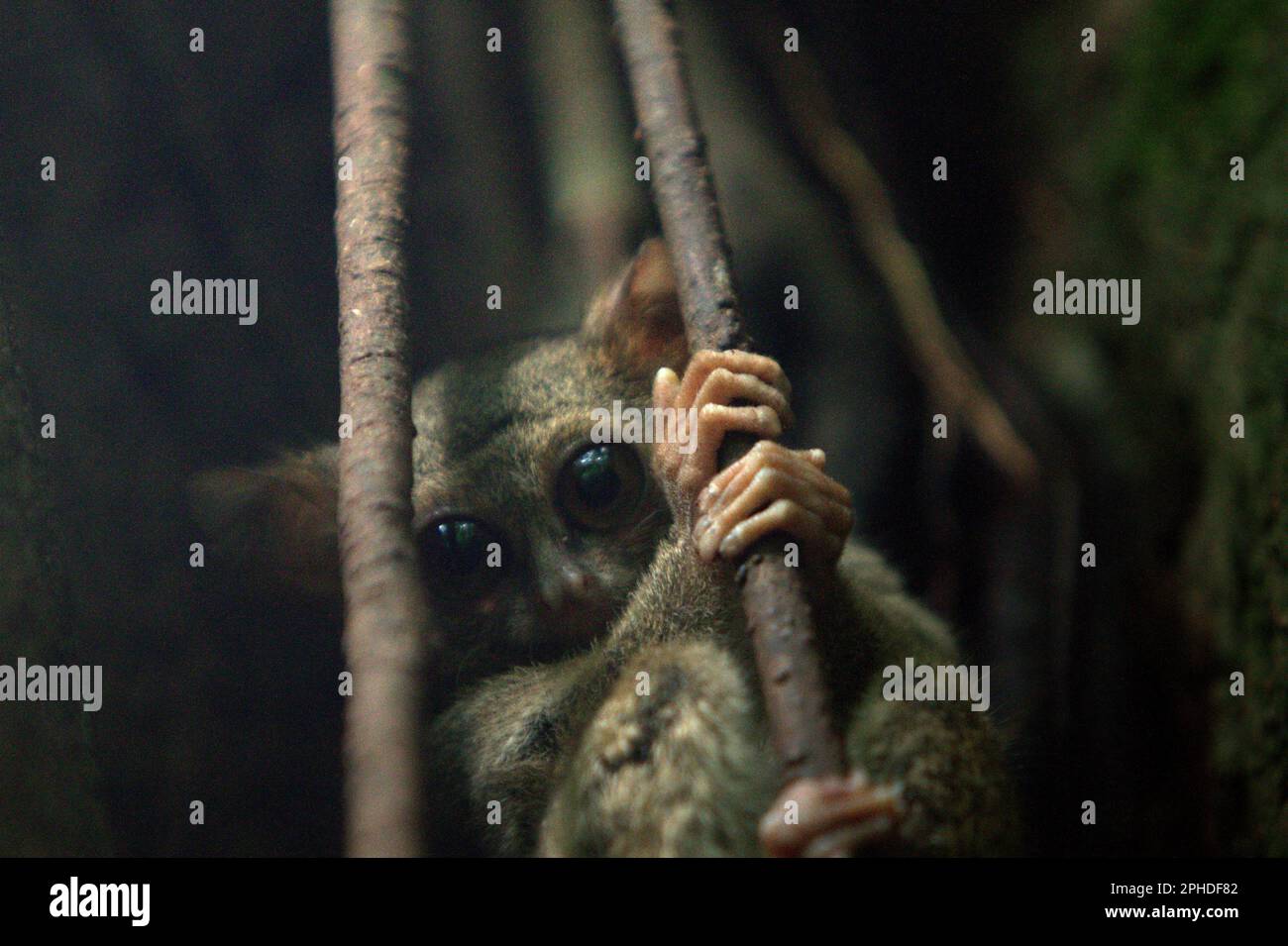 A Gursky's spectral tarsier (Tarsius spectrumgurskyae) is photographed on its nesting tree in Tangkoko Nature Reserve, North Sulawesi, Indonesia. 'Tarsiers are understudied compared to their more 'popular' primate relatives, so they represent a vast area of research yet to be explored,' according to a team of primate scientists led by Isabel Comella in a 2022 paper first published in Frontiers in Ecology and Evolution (accessed on Phys.org). Stock Photo