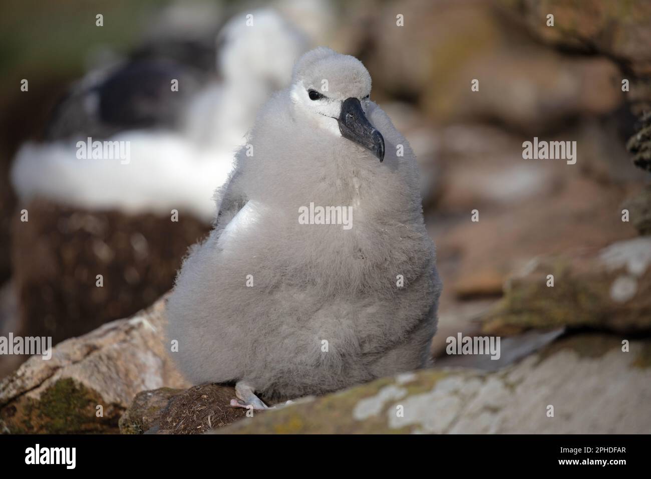 A juvenile, chick, Black Browed Albatross, Thalassarche Melanophris, on Saunders Island, one of the smaller of the Falkland Islands. Stock Photo