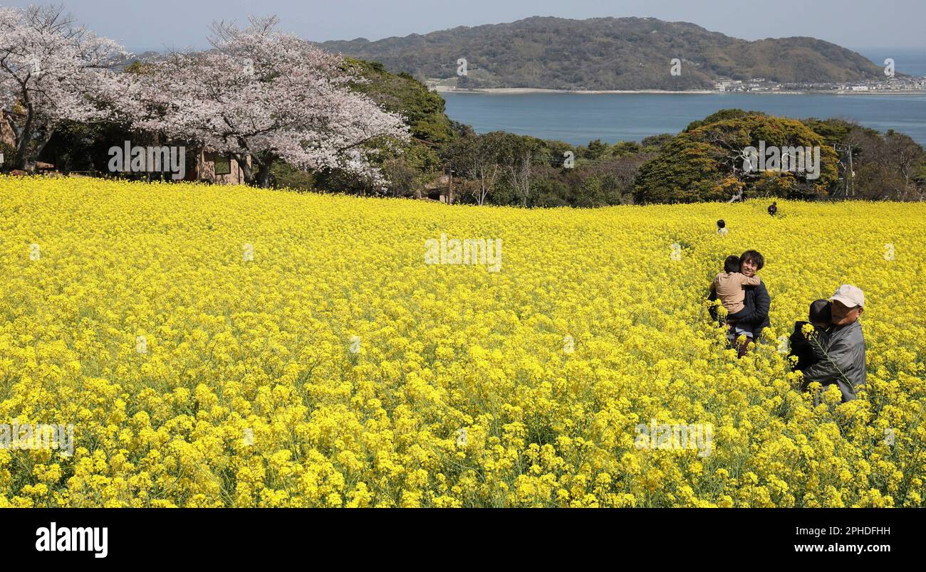 Rape and cherry blossoms are in full bloom at Nokonoshima Islandpark in ...