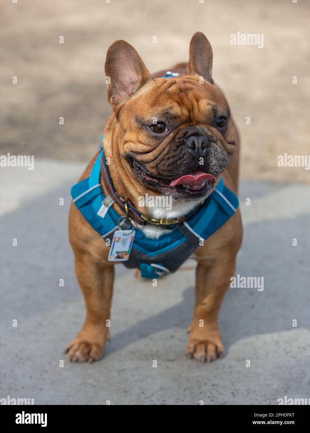 1-Year-Old Red Fawn Male Frenchie Standing and Looking Away. Off-leash dog park in Northern California. Stock Photo