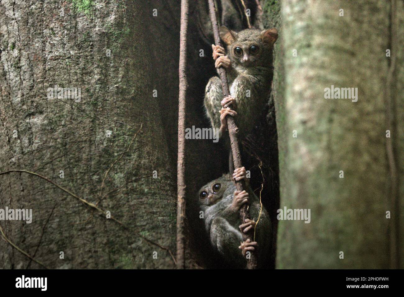 Two individuals of Gursky's spectral tarsier (Tarsius spectrumgurskyae), a nocturnal primate species, are visible on their tree nest in a broad daylight in Tangkoko Nature Reserve, North Sulawesi, Indonesia. Scientists have been warning that ecotourism or other kinds of human activity in wildlife habitat can gradually change the wildlife behavior. 'Even when wildlife viewing is carried out exclusively by qualified and trained guides, tourism led to substantial changes in behavior of the viewed tarsiers,' wrote Sharon L. Gursky in her paper first published online on Springler in November 2022. Stock Photo
