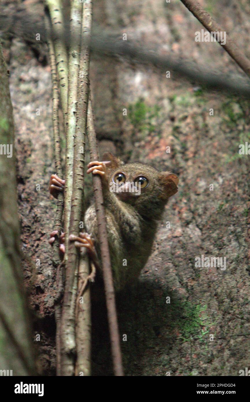 A Gursky's spectral tarsier (Tarsius spectrumgurskyae) is photographed on its nesting tree in Tangkoko Nature Reserve, North Sulawesi, Indonesia. An insectivorous primate, tarsier is considered as beneficial to farmers, as the nocturnal species can play a role in pest control in farming areas, according to Roni Koneri in a paper presented in a seminar entitled 'International Biodiversity and Integrated Pest Management: Working Together for a Sustainable Future' that was held on July 4-7, 2013, in Manado City (abstract is accessed through Sam Ratulangi University's repository). Stock Photo