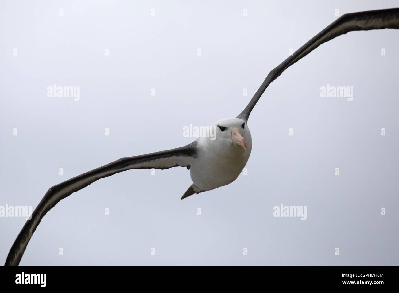 Black Browed Albatross, Thalassarche Melanophris, on Saunders Island, one of the smaller of the Falkland Islands. Stock Photo