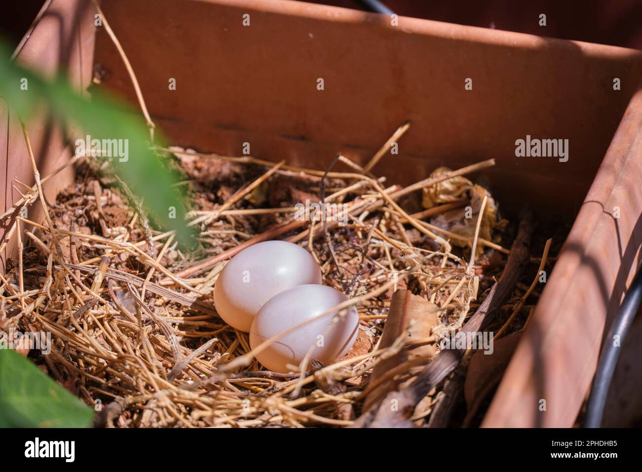 pigeon eggs for hatching Stock Photo Alamy