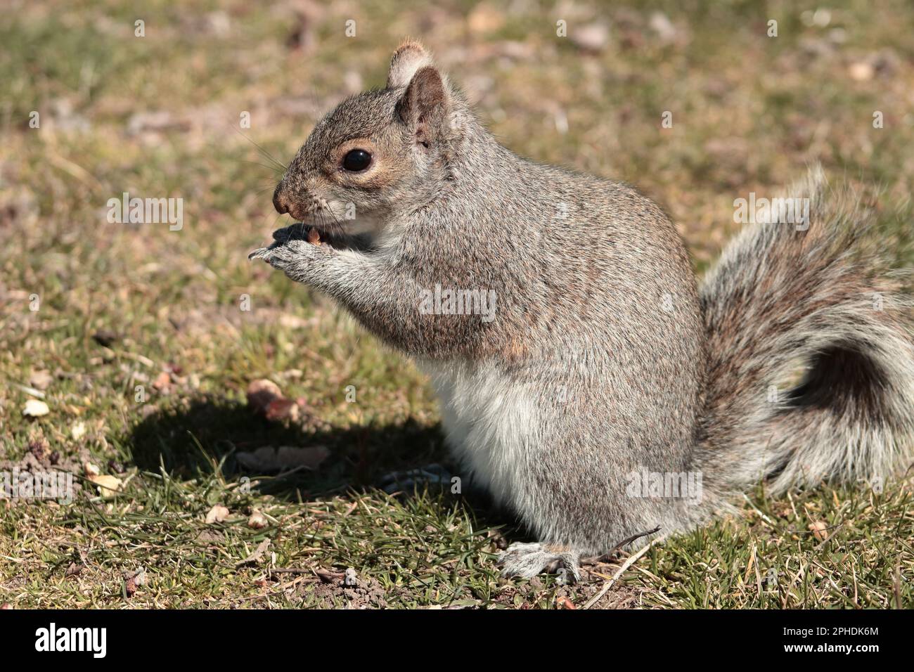 Up close shots of Wild Squirrel foraging Stock Photo