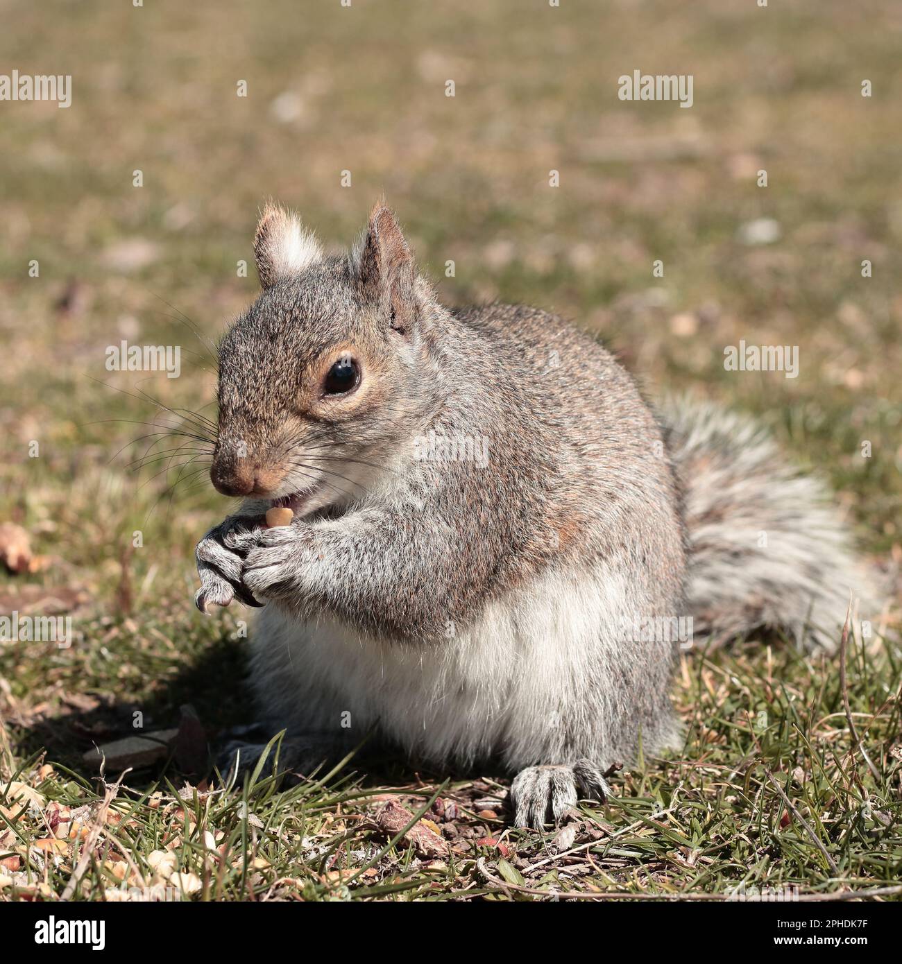 Up close shots of Wild Squirrel foraging Stock Photo