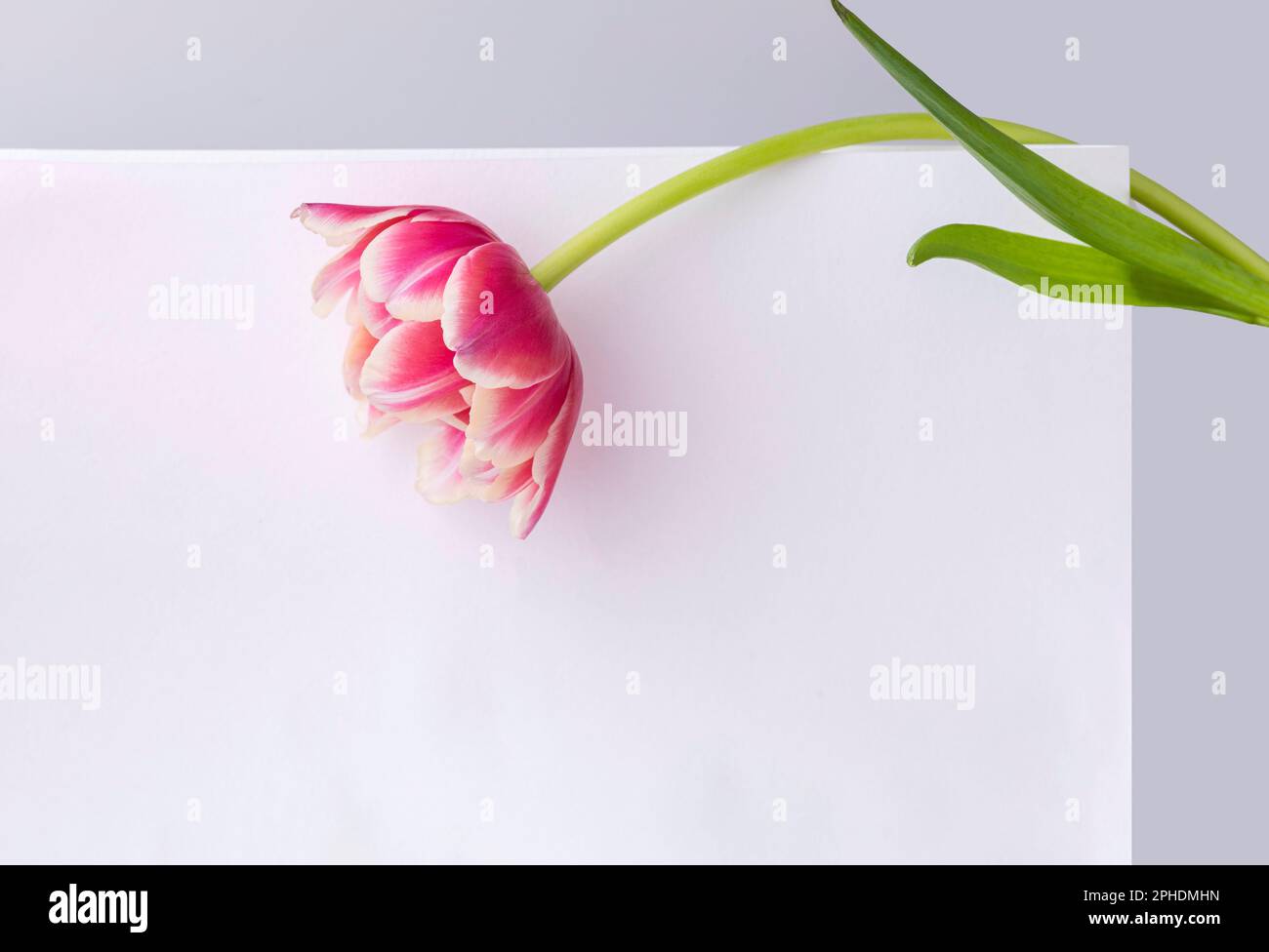 spring flower banner, pink tulip flower onbackground on a white, gray background Stock Photo