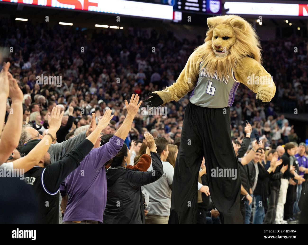 Who is the Sacramento Kings' Mascot Slamson the Lion?