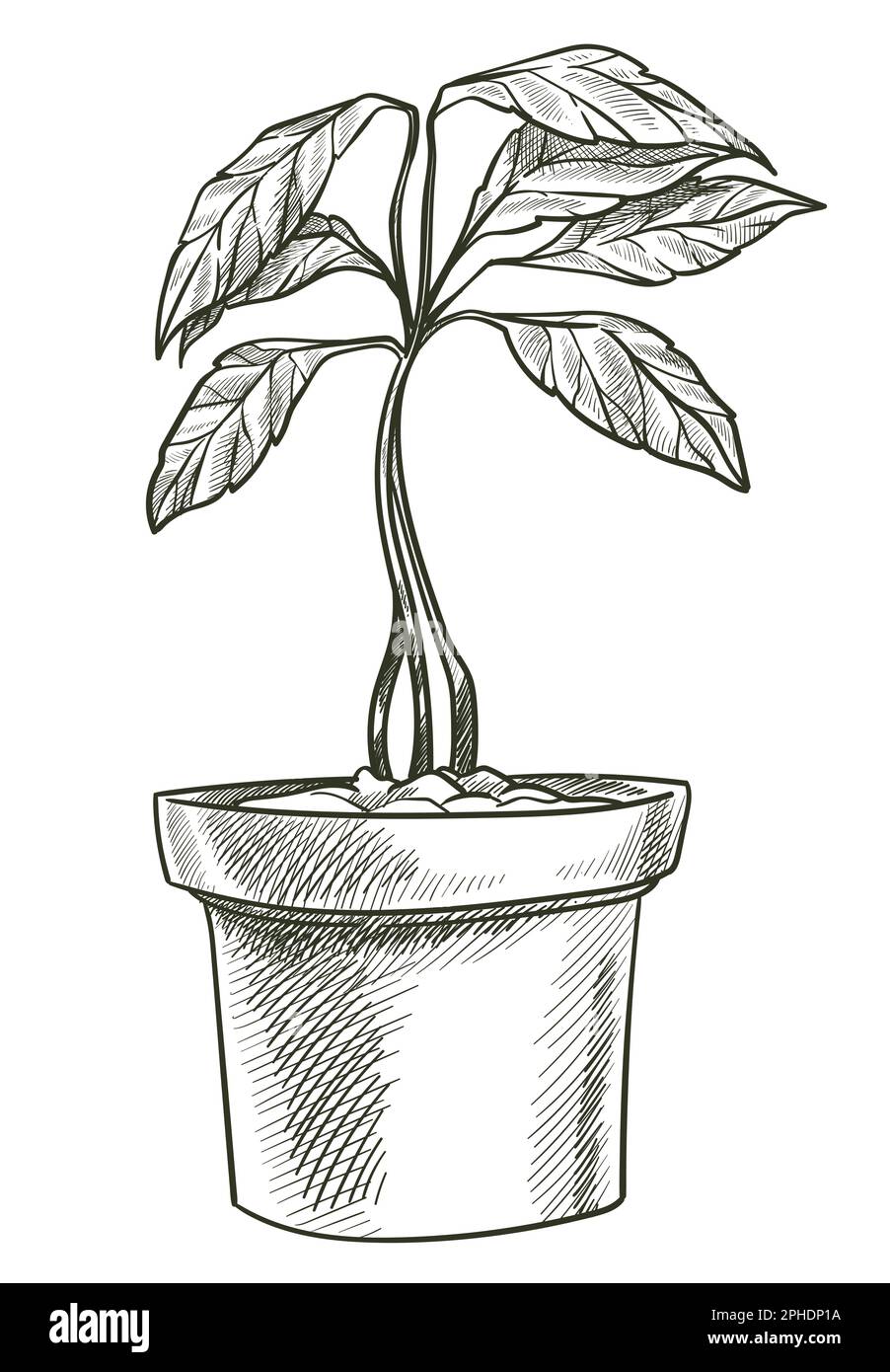 Avocado pot plant Cut Out Stock Images & Pictures Alamy