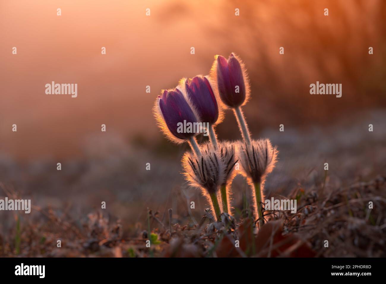 Dream-grass or Pulsatilla patens blooms in spring in the forest in the mountains. Close-up, natural spring background. Delicate fragile flowers in the Stock Photo
