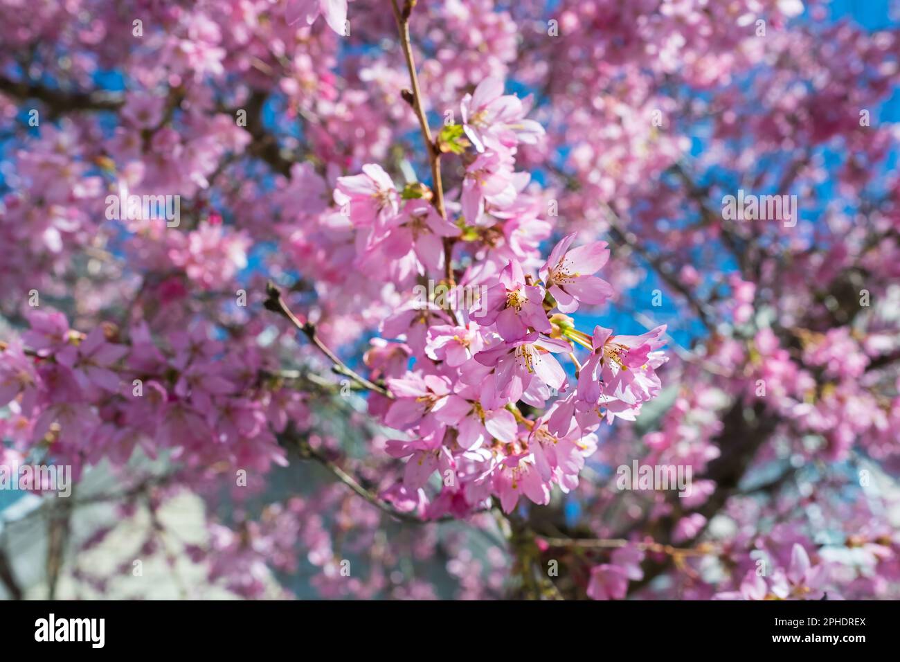 Beautiful branches of pink Cherry blossoms on the tree under blue sky ...