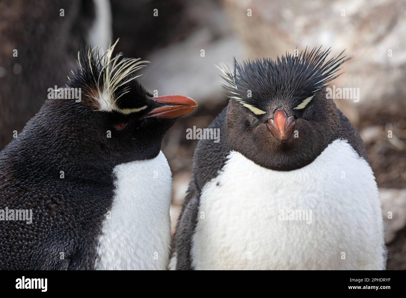Two Southern Rock Hopper Penquins, Eudyptes Chrysocome, at Saunders Island, part of The Falkland Islands. Stock Photo