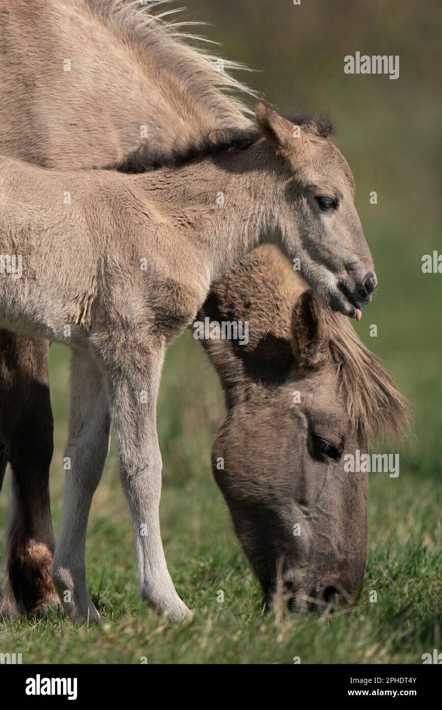 A five-day-old Konik pony foal, the first to be born this season, amongst the herd at the National Trust's Wicken Fen nature reserve in Cambridgeshire. The grazing animals, a hardy breed originating from Poland, help to maintain 'one of Europe’s most important wetlands' and attract new species of flora and fauna to the fen, leaving water-filled hoof prints and piles of dung as they go. Comprising one of only four fragments of undrained fen in the UK, Wicken Fen is a key habitat for thousands of species of flowers, insects and birds, playing an important ecological role by locking up carbon in  Stock Photo