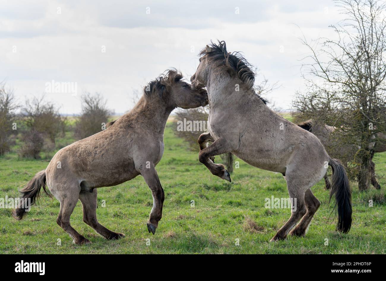 Konik ponies sparring at the National Trust's Wicken Fen nature reserve in Cambridgeshire. The grazing animals, a hardy breed originating from Poland, help to maintain 'one of Europe's most important wetlands' and attract new species of flora and fauna to the fen, leaving water-filled hoof prints and piles of dung as they go. Comprising one of only four fragments of undrained fen in the UK, Wicken Fen is a key habitat for thousands of species of flowers, insects and birds, playing an important ecological role by locking up carbon in its wet, peaty soil to reduce emissions and thereby helping c Stock Photo