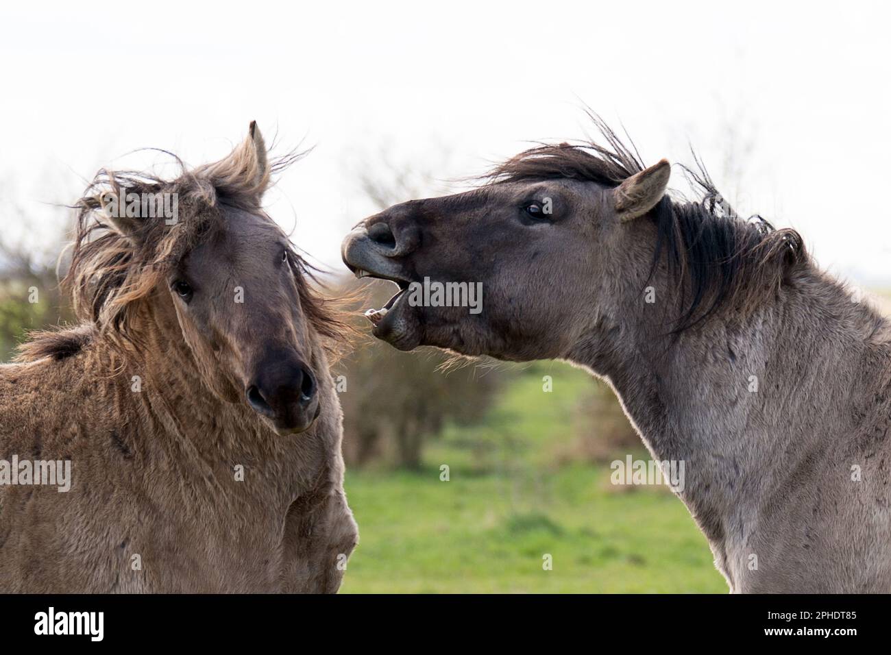 Konik ponies sparring at the National Trust's Wicken Fen nature reserve in Cambridgeshire. The grazing animals, a hardy breed originating from Poland, help to maintain 'one of Europe's most important wetlands' and attract new species of flora and fauna to the fen, leaving water-filled hoof prints and piles of dung as they go. Comprising one of only four fragments of undrained fen in the UK, Wicken Fen is a key habitat for thousands of species of flowers, insects and birds, playing an important ecological role by locking up carbon in its wet, peaty soil to reduce emissions and thereby helping c Stock Photo