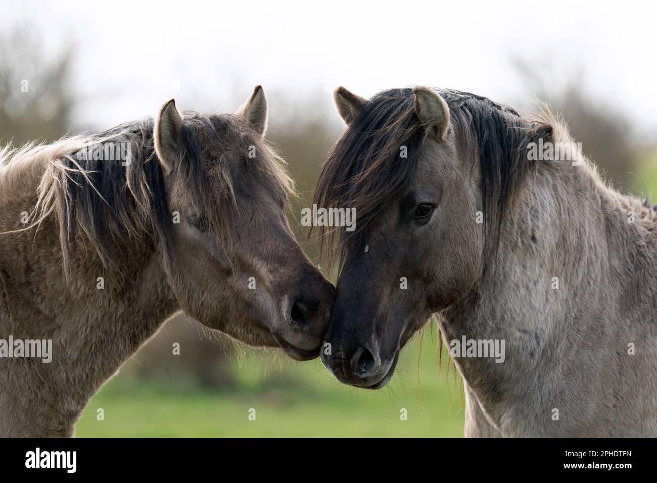 Konik ponies amongst the herd at the National Trust's Wicken Fen nature reserve in Cambridgeshire. The grazing animals, a hardy breed originating from Poland, help to maintain 'one of Europe's most important wetlands' and attract new species of flora and fauna to the fen, leaving water-filled hoof prints and piles of dung as they go. Comprising one of only four fragments of undrained fen in the UK, Wicken Fen is a key habitat for thousands of species of flowers, insects and birds, playing an important ecological role by locking up carbon in its wet, peaty soil to reduce emissions and thereby h Stock Photo