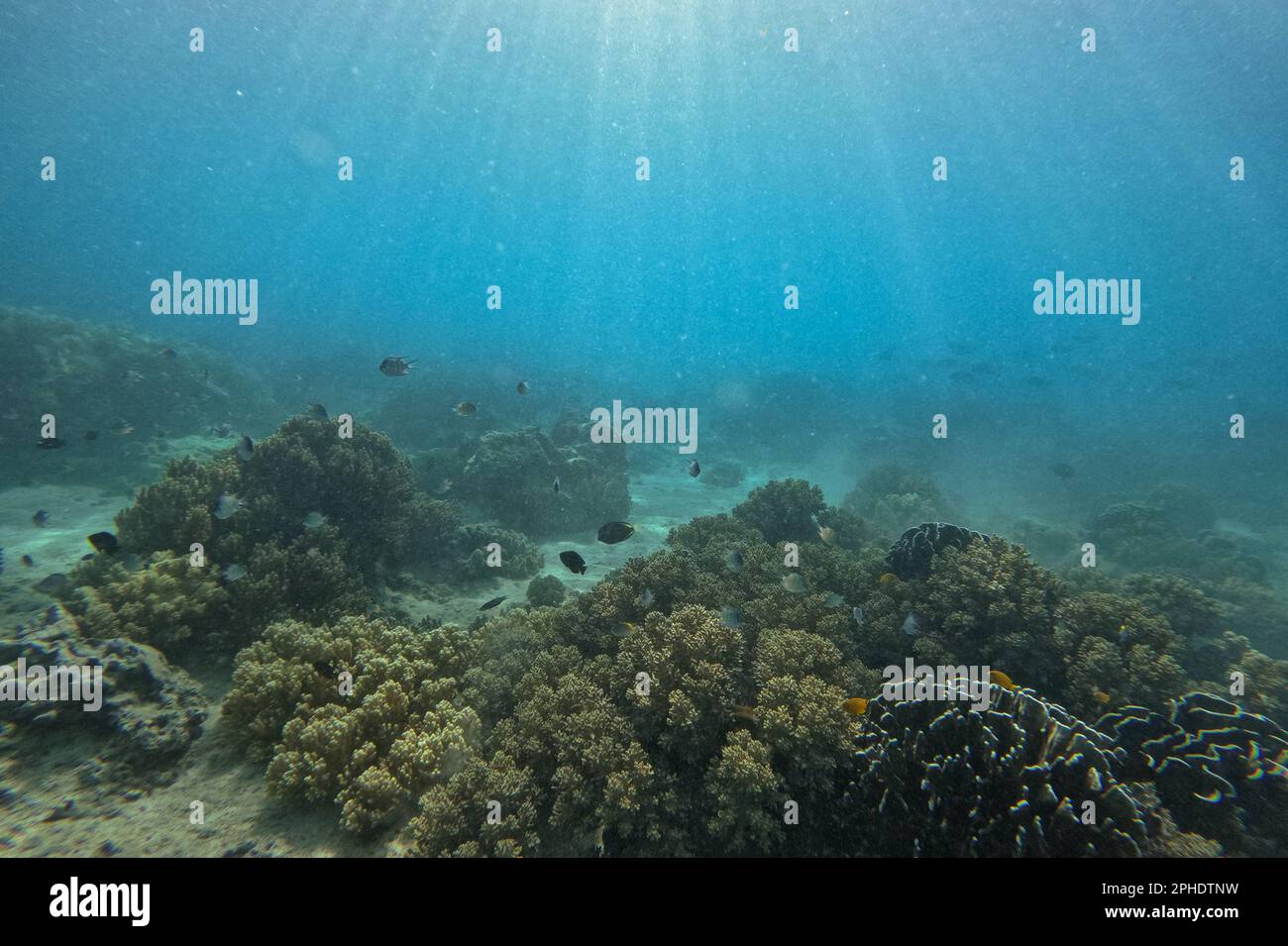Idyllic shot of a coral reef in Siquijor, Philippines surrounded with fishes. Stock Photo