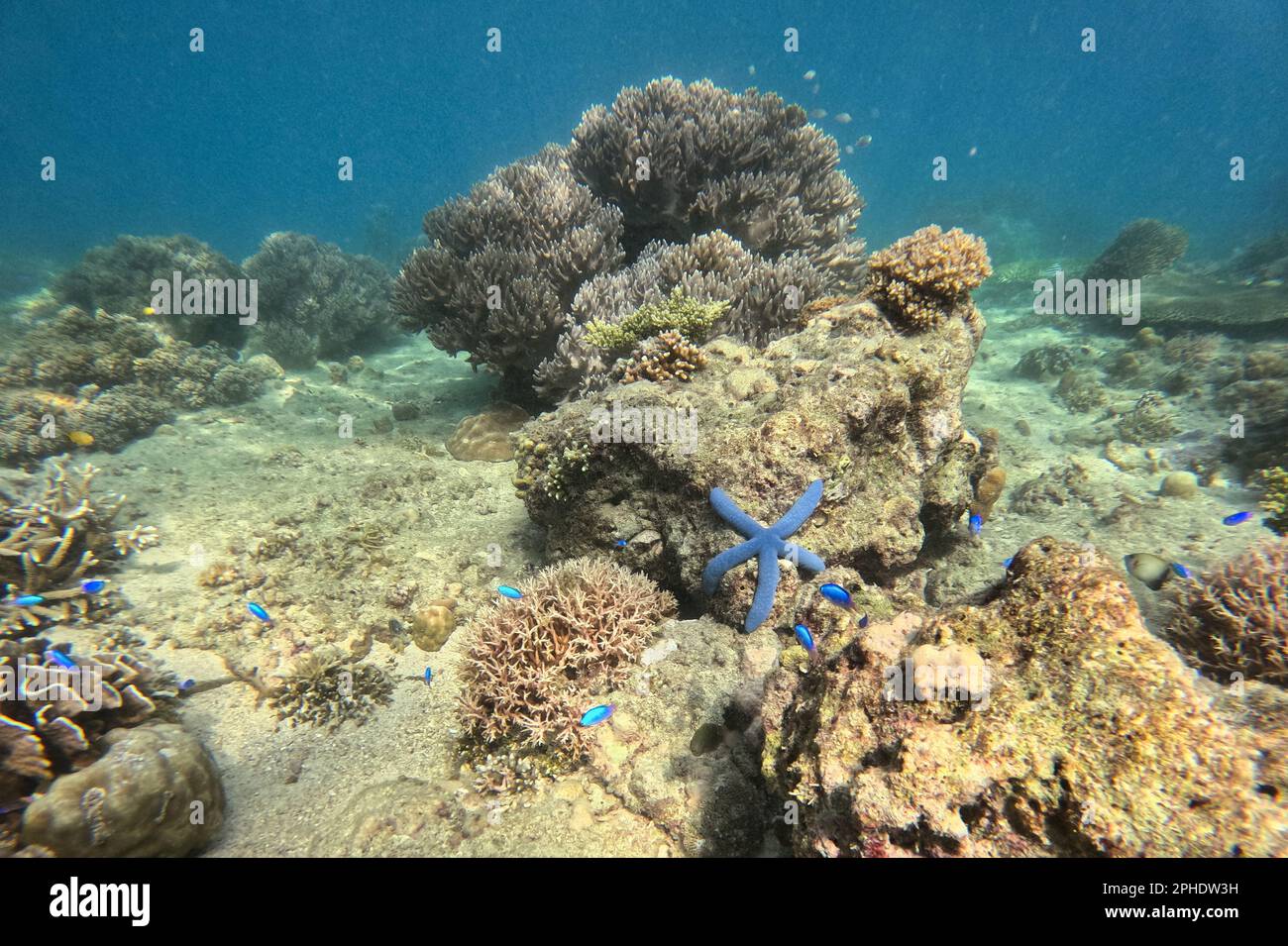 A blue starfish on a sunlit seabed with corals in Siquijor, Philippines. Stock Photo