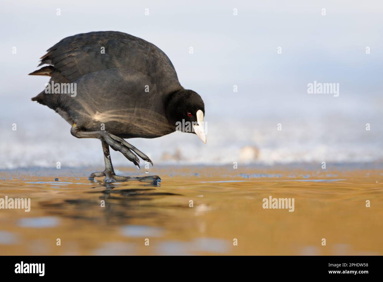 Temperature check... Coot ( Fulica atra ) in winter at the ice edge to the water lifting its foot. Stock Photo