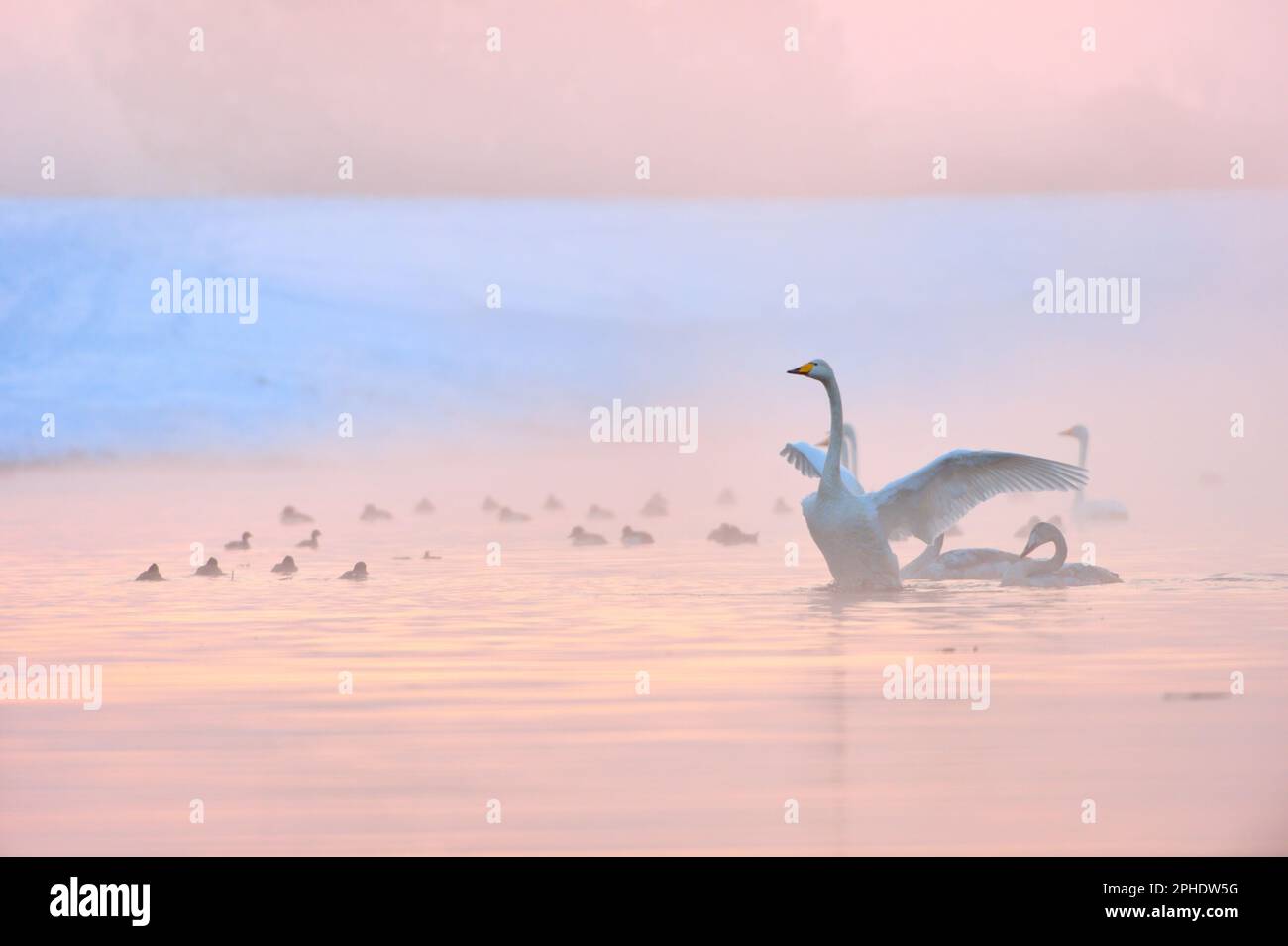 in the freezing cold... Whooper swan *Cygnus cygnus* in winter, straightenend up in ice-cold water, flapping its wings Stock Photo