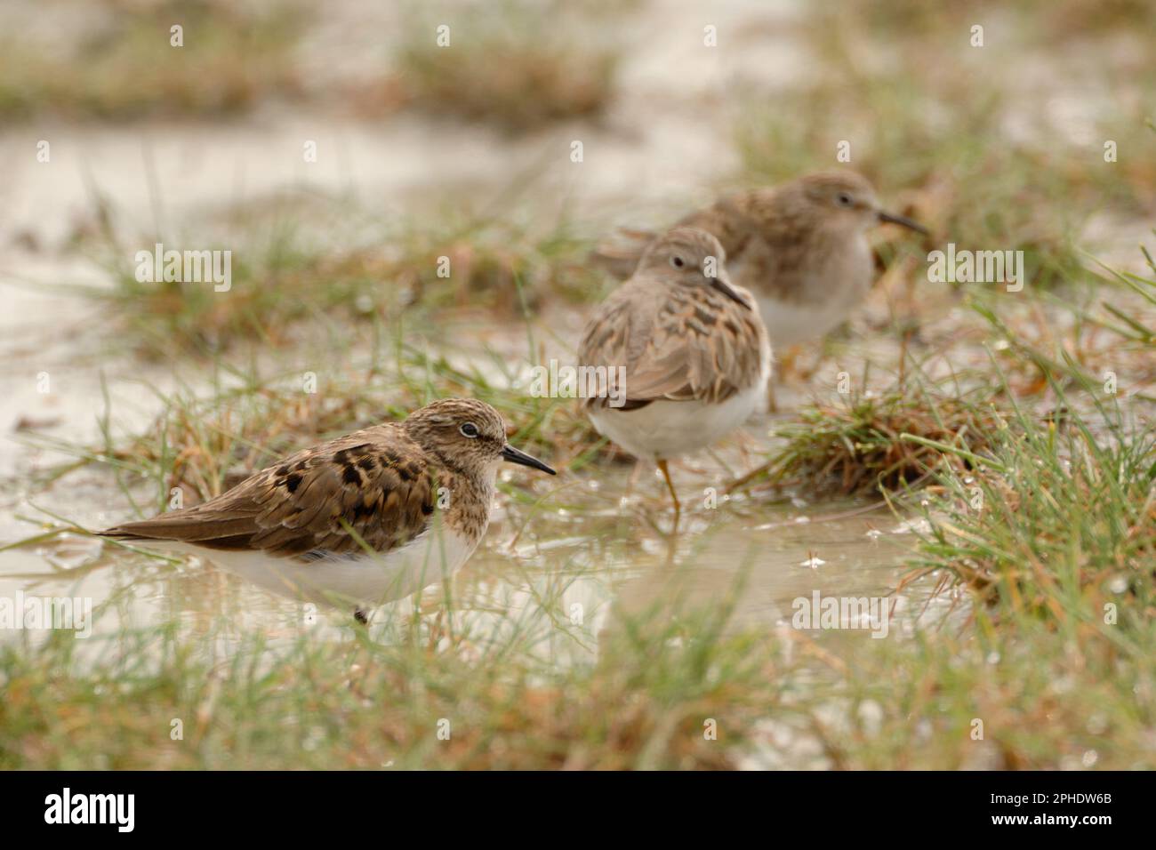 in cloudy weather... Temminck's Stints ( Calidris temminckii ) resting on a wet meadow Stock Photo