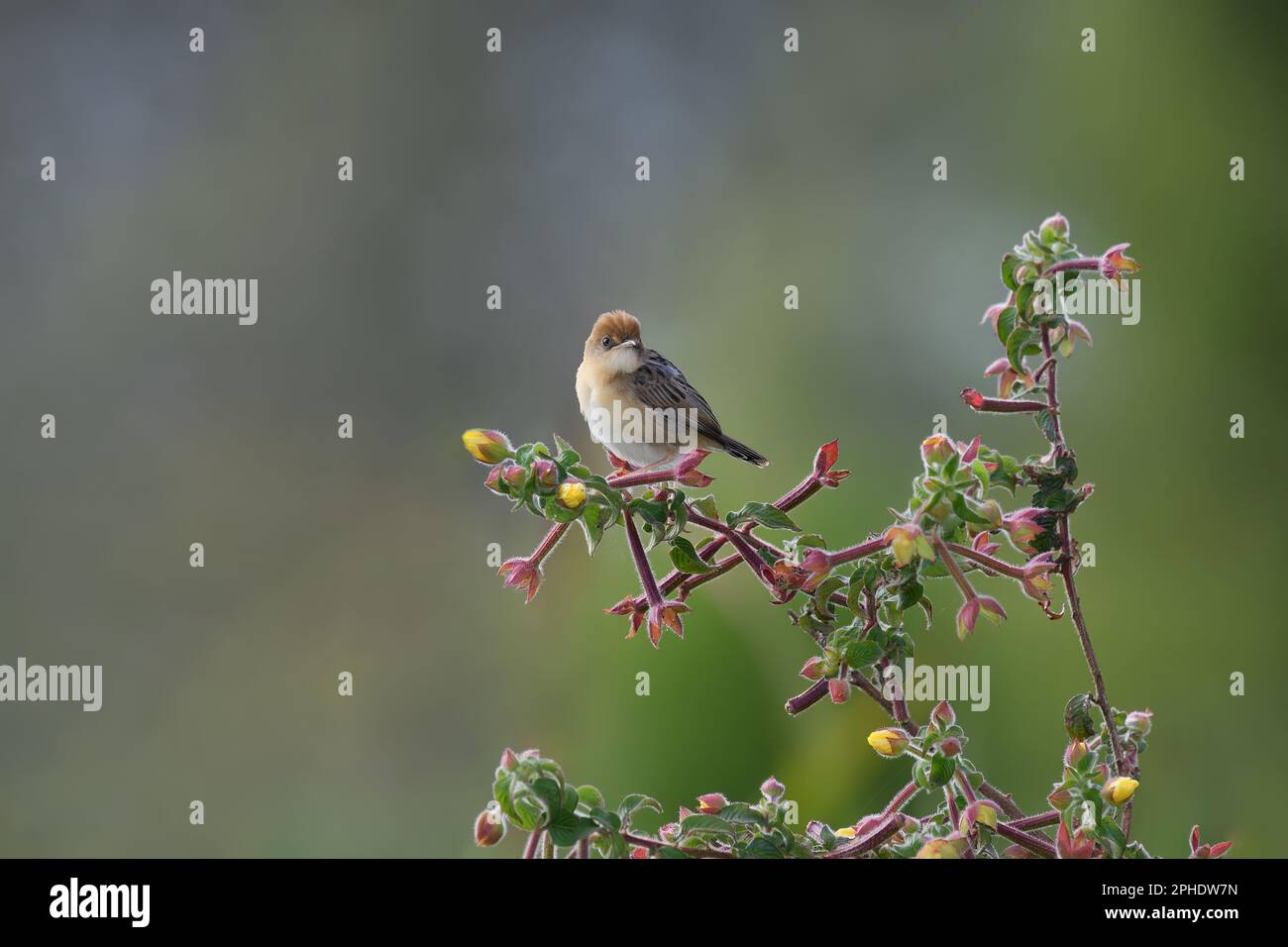An Australian breeding, male Golden-headed Cisticola -Cisticola exilis- bird perched on a colourful plant, looking to camera in early morning light Stock Photo