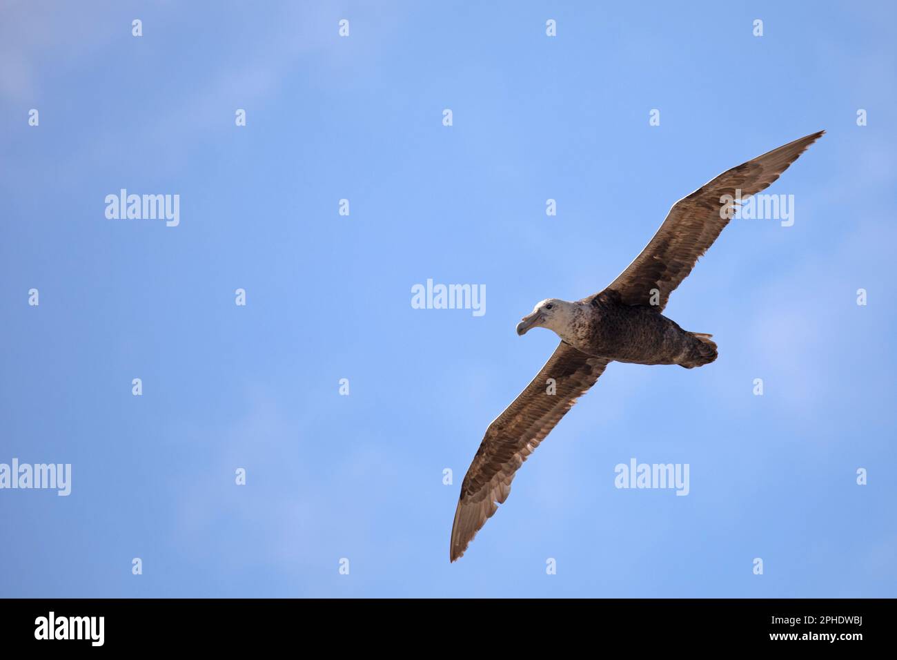 A Southern Giant Petrel, Macronectes Giganteus, flying over Saunders Island, one of the smaller Falkland Islands. Stock Photo