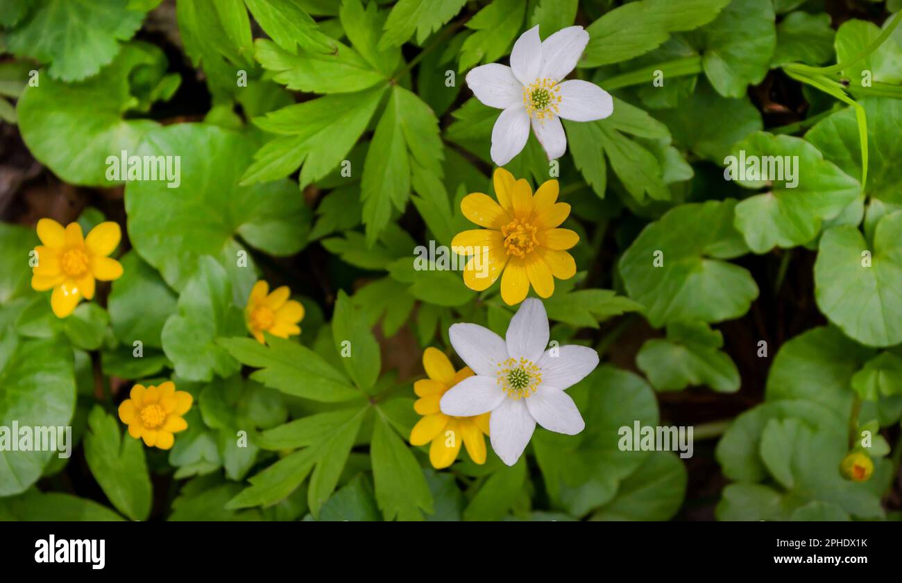 Japanese anemone in bloom. Yellow and white garden plant of the buttercup family, also known as Chinese anemone, foxglove or anemone.Selective focus Stock Photo