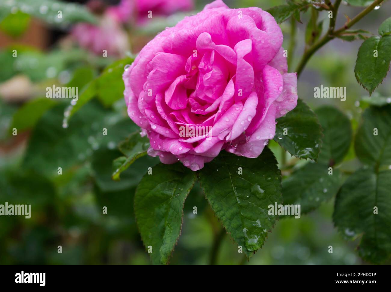Close-up of a pink rose with dew drops on a natural green background. Stock Photo