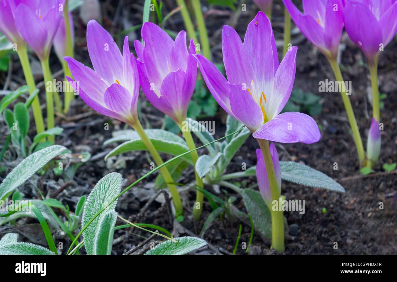 Beautiful spring background with a close-up of a group of blooming purple crocuses in a flower bed. Stock Photo