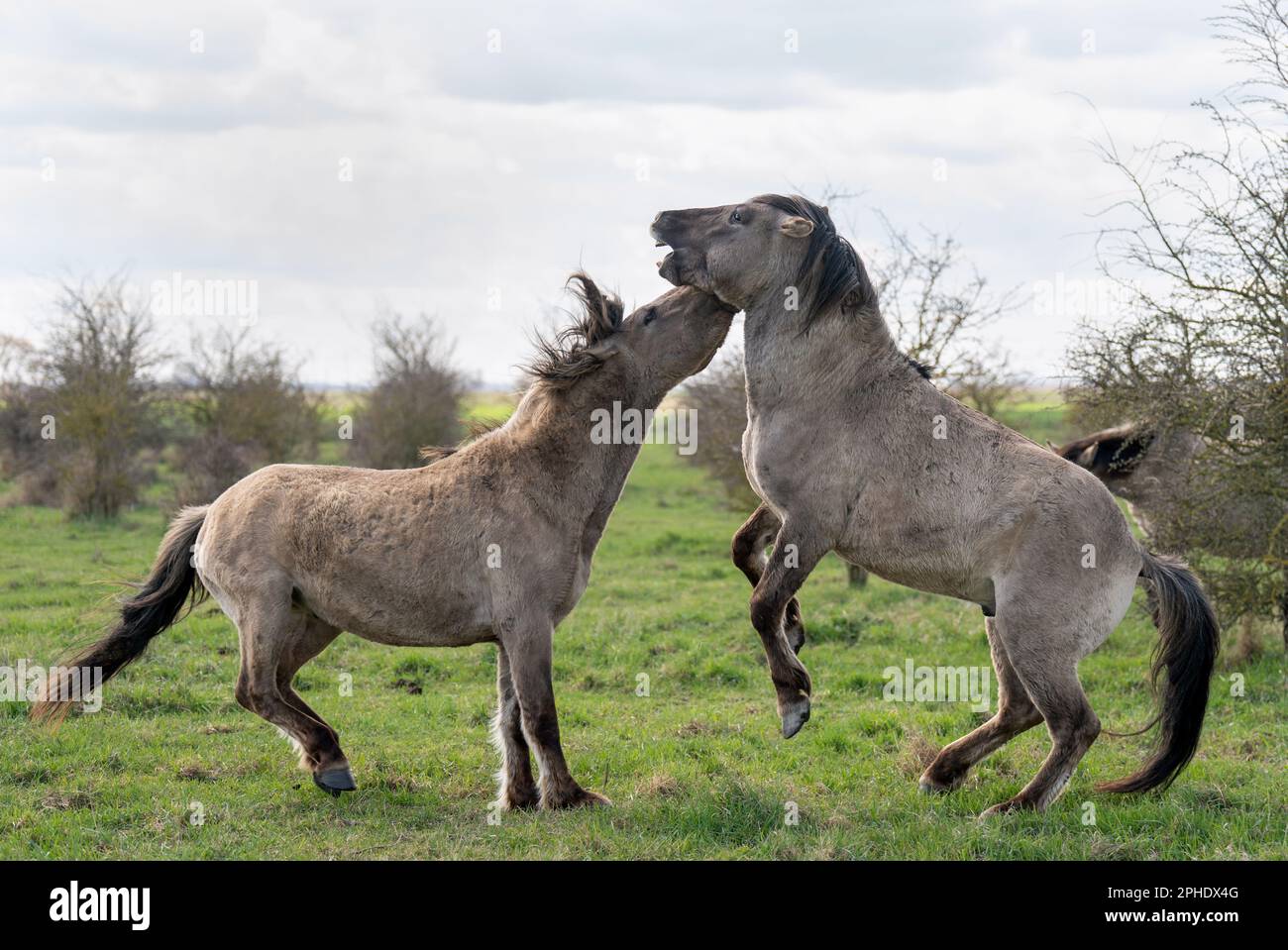 Konik ponies sparring at the National Trust's Wicken Fen nature reserve in Cambridgeshire. The grazing animals, a hardy breed originating from Poland, help to maintain 'one of Europe's most important wetlands' and attract new species of flora and fauna to the fen, leaving water-filled hoof prints and piles of dung as they go. Comprising one of only four fragments of undrained fen in the UK, Wicken Fen is a key habitat for thousands of species of flowers, insects and birds, playing an important ecological role by locking up carbon in its wet, peaty soil to reduce emissions and thereby helping c Stock Photo