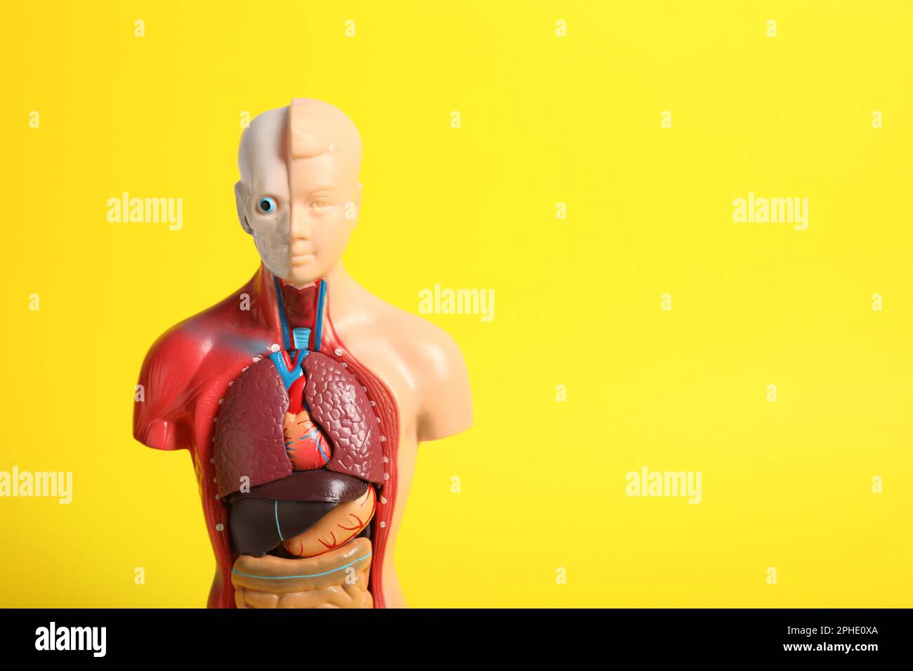 Human anatomy mannequin showing internal organs on yellow background ...