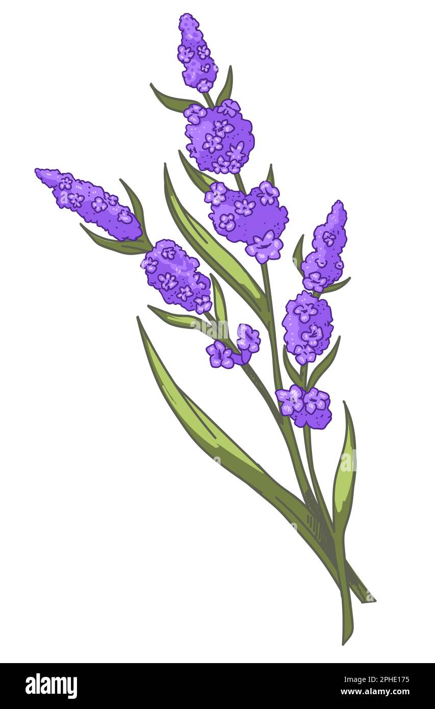 Lavender plant branch with flowers in bloom vector Stock Vector Image