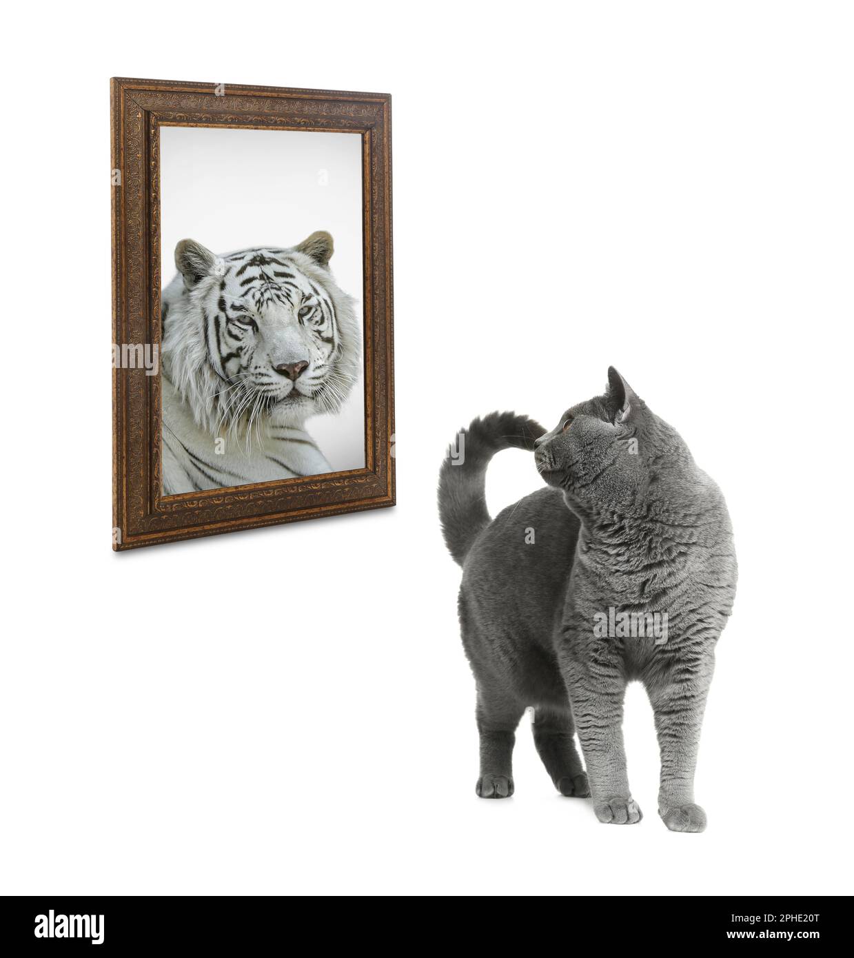 Cute cat looks like tiger into reflection of mirror on white background
