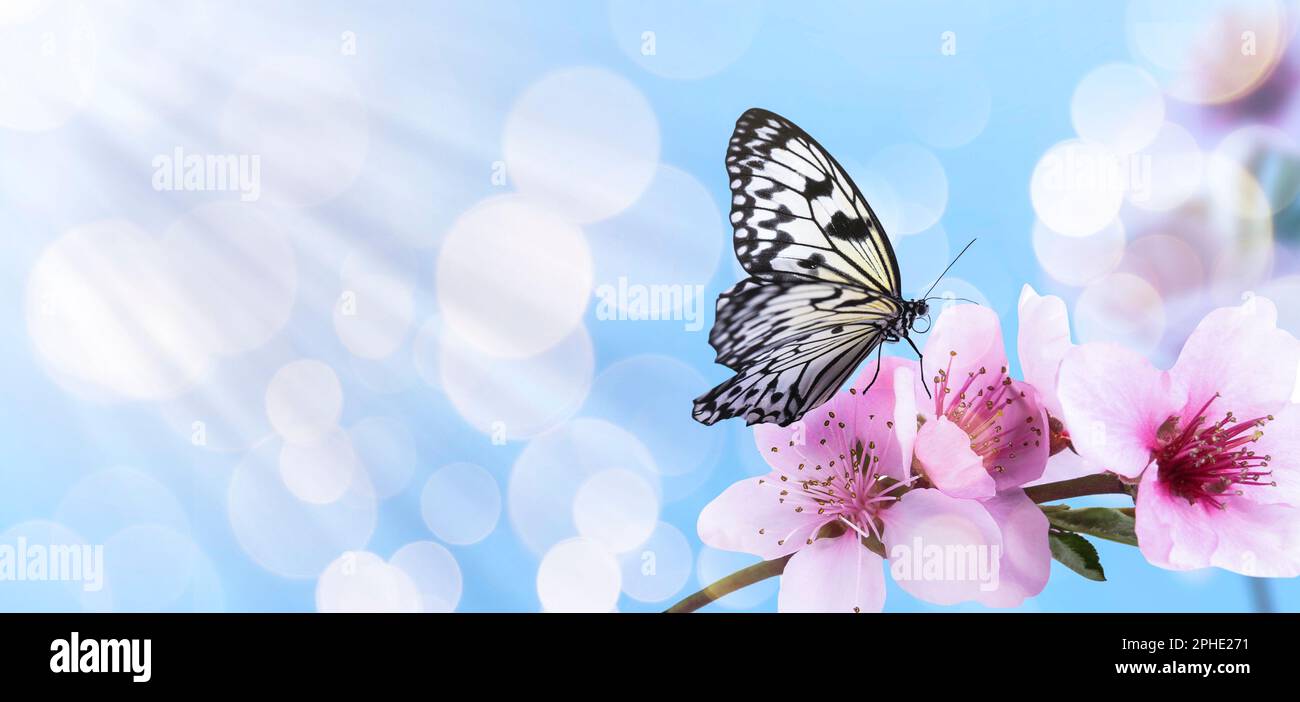 Beautiful butterfly and branch with tiny flowers on light blue background,  bokeh effect. Awesome spring blossom Stock Photo - Alamy, image size:1300x702