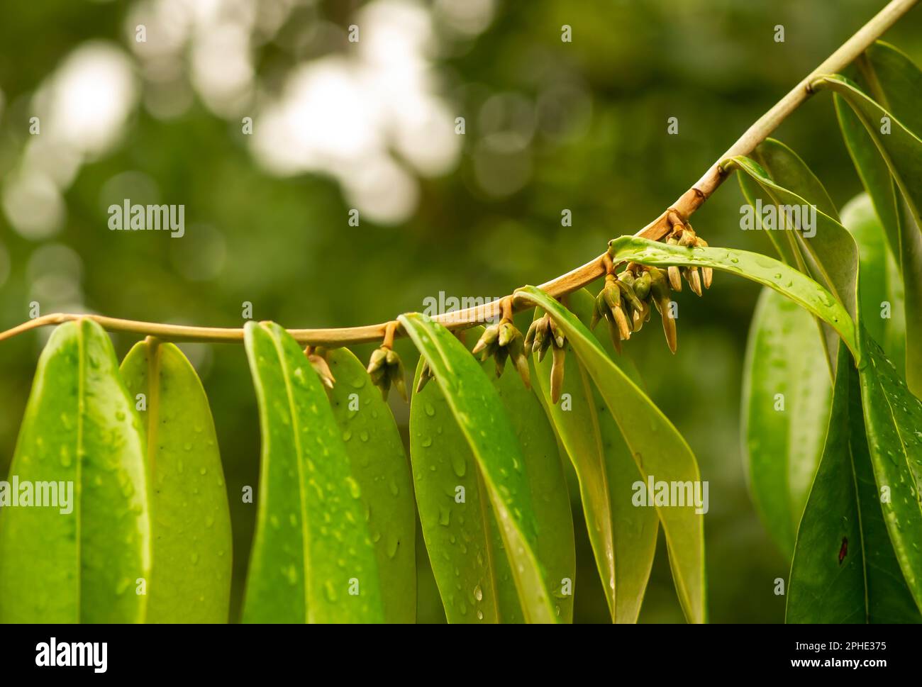 Indonesian dark wood, Ebony (Diospyros celebica) green leaves and flowers Stock Photo
