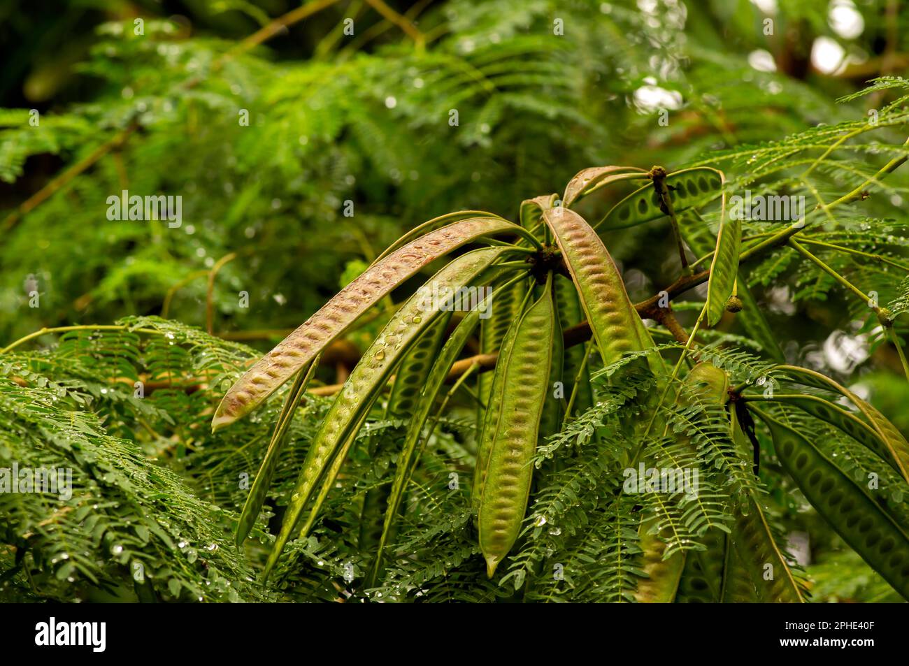 River tamarind (Leucaena leucocephala) with green blurred background Stock Photo