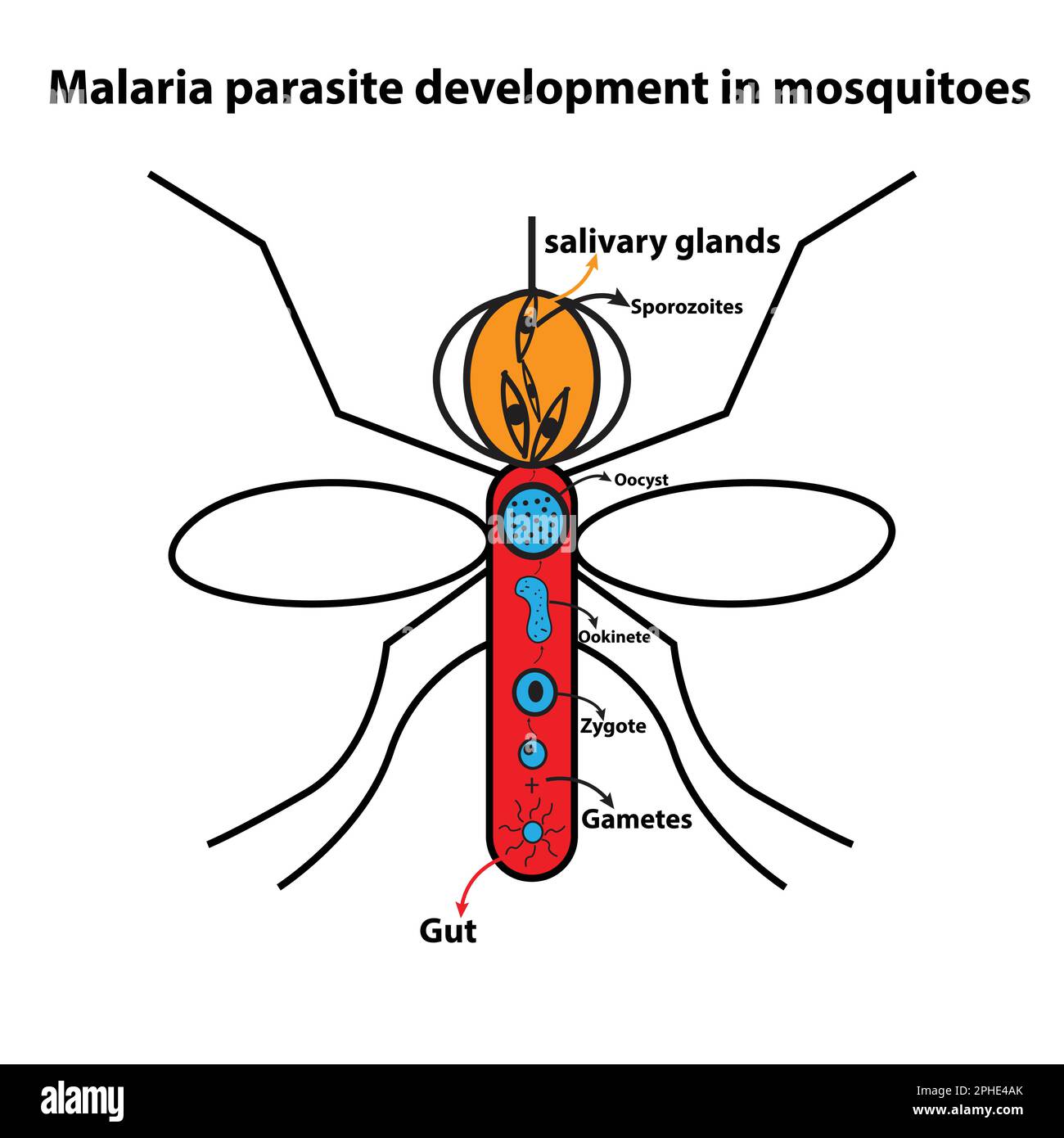 Malaria parasite development in mosquitoes Stock Vector