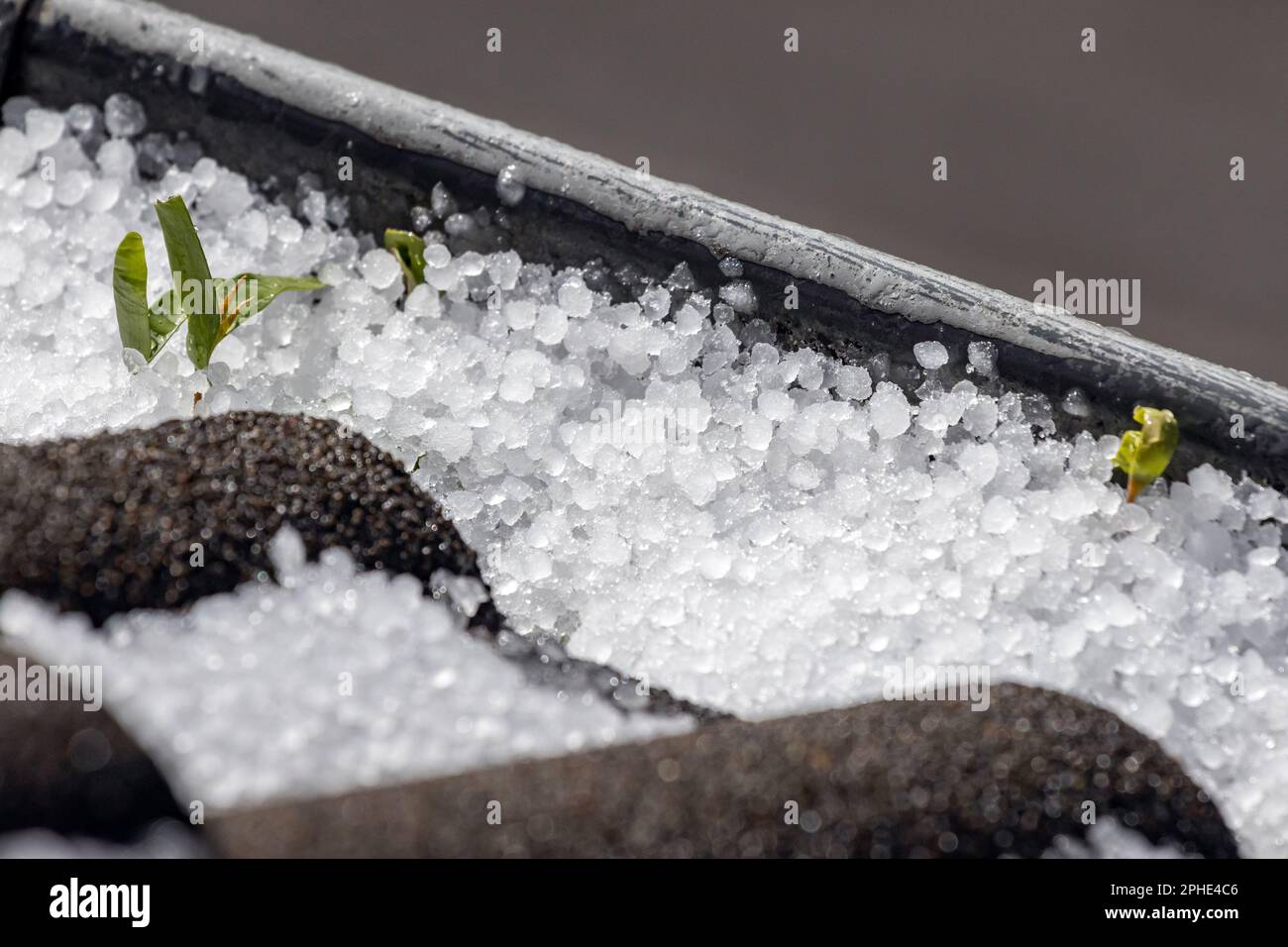 Sleet grains in the gutter cover seedling Stock Photo