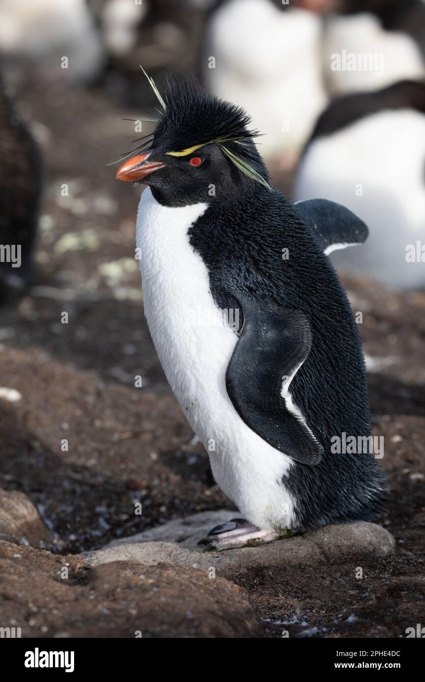 A Southern Rock Hopper Penquin, Eudyptes Chrysocome, at Saunders Island, part of The Falkland Islands. Stock Photo