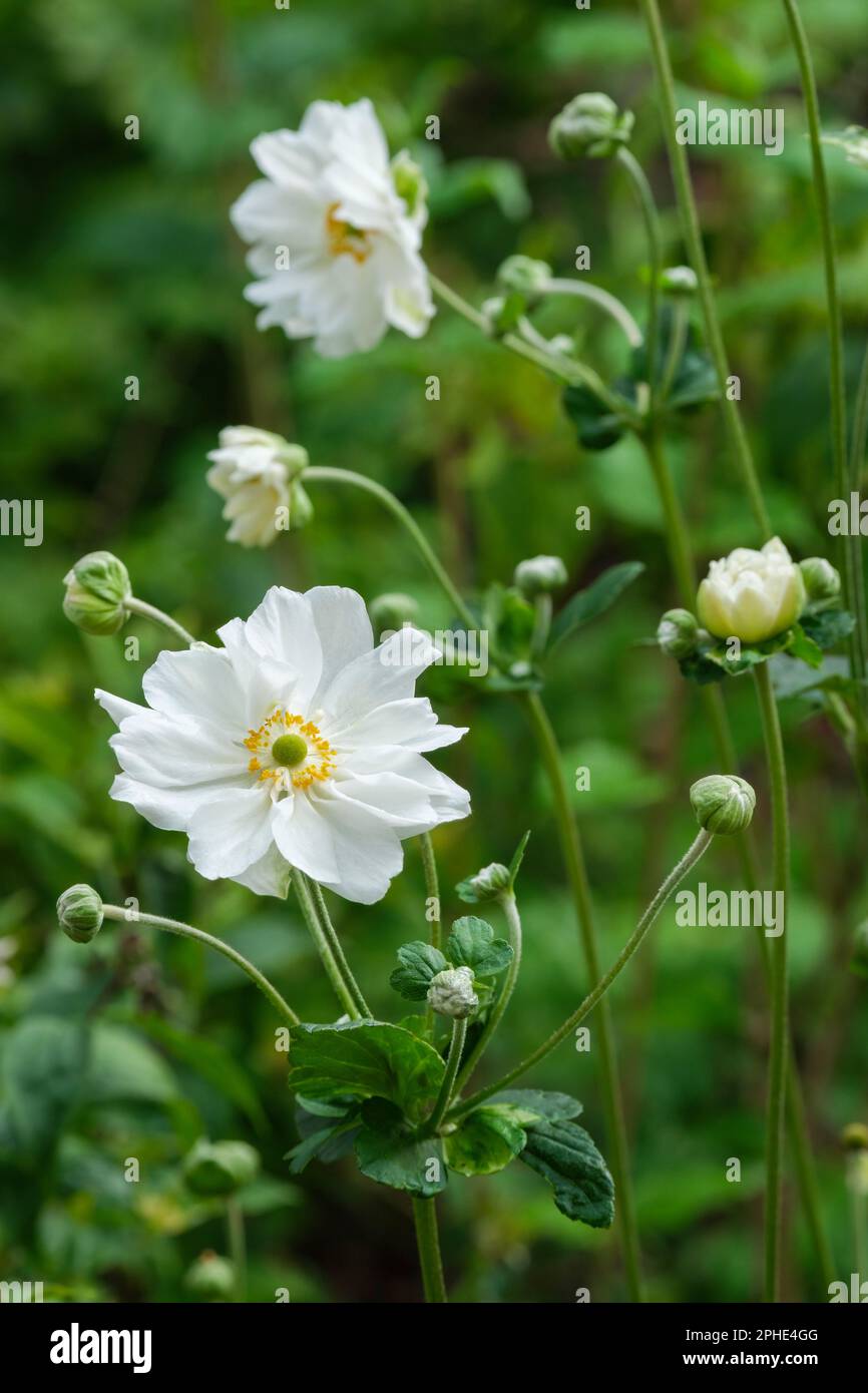 Anemone japonica Whirlwind, Japanese anemone Whirlwind, perennial, semi-double white flowers Stock Photo